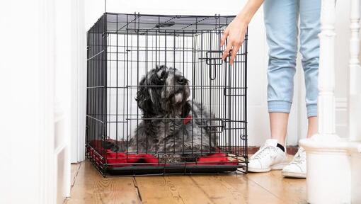 Puppy Playpens Why You Need One Purina